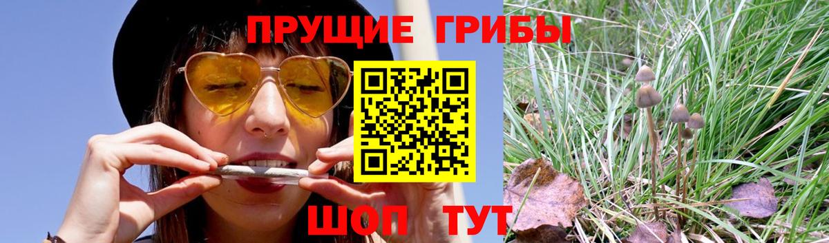 Псилоцибиновые грибы Cubensis  Вход с VPN  Кострома 